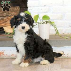 Peyton, Mini Bernedoodle Puppy