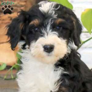 Peyton, Mini Bernedoodle Puppy