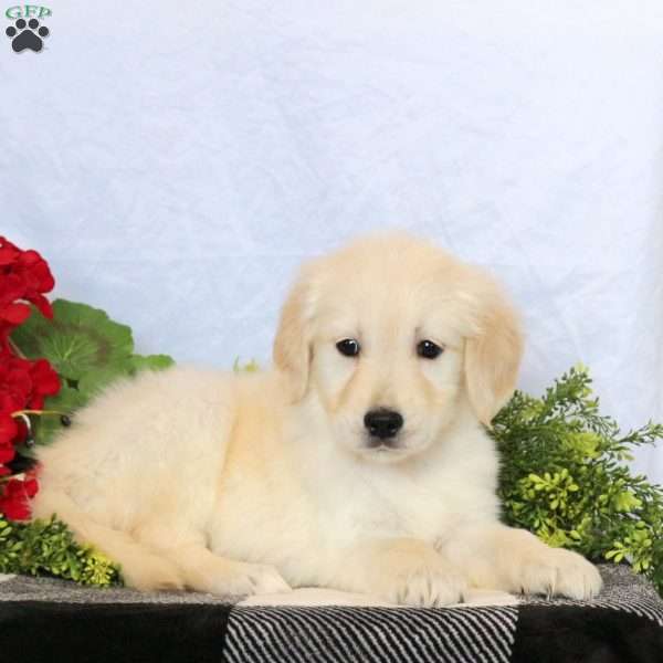 Phoebe, Golden Retriever Puppy