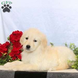 Phoebe, Golden Retriever Puppy