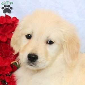 Phoebe, Golden Retriever Puppy