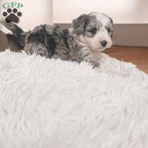 Ricky, Mini Sheepadoodle Puppy