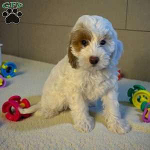 Gina, Miniature Poodle Puppy