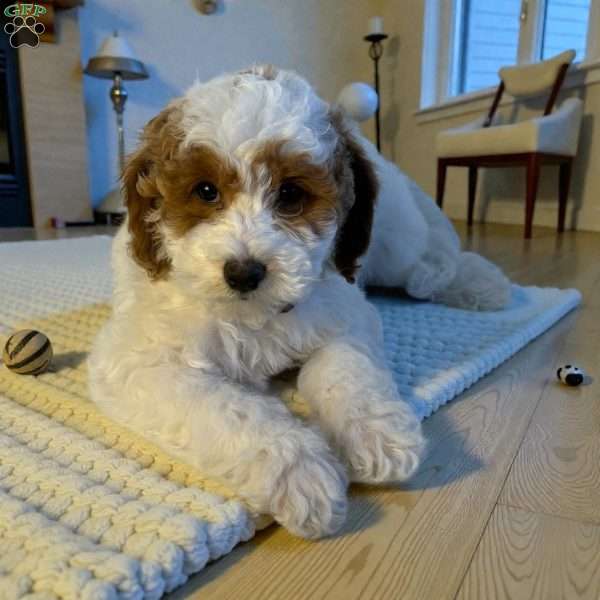Jelly, Miniature Poodle Puppy