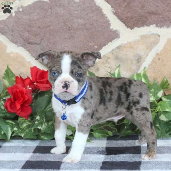 Pierce, Boston Terrier Puppy