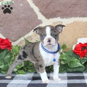 Pierce, Boston Terrier Puppy