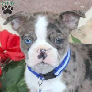 Pierce, Boston Terrier Puppy