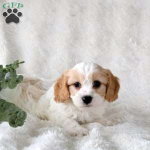 Pike, Cavachon Puppy