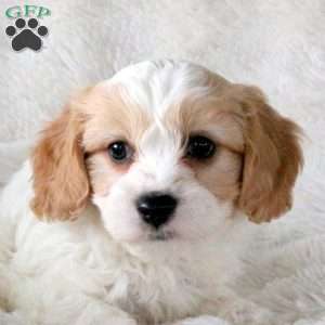 Pike, Cavachon Puppy