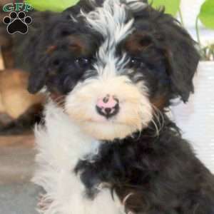 Pilot, Mini Bernedoodle Puppy