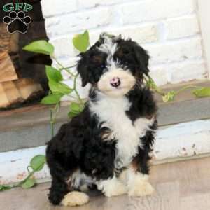 Pilot, Mini Bernedoodle Puppy