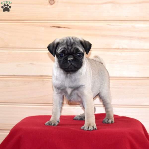 Piper, Pug Puppy