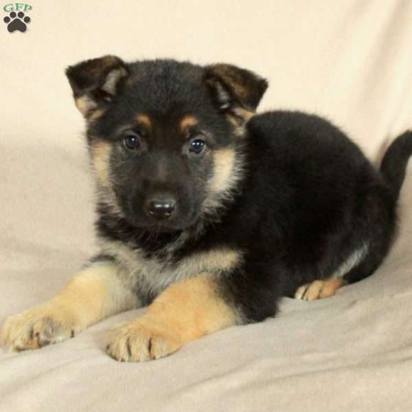 Piper, German Shepherd Puppy