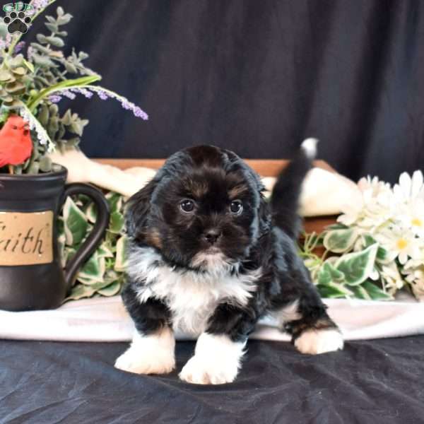Piper, Shih Tzu Puppy