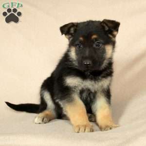 Piper, German Shepherd Puppy