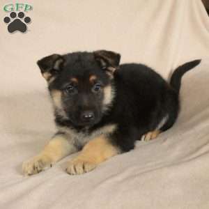Piper, German Shepherd Puppy