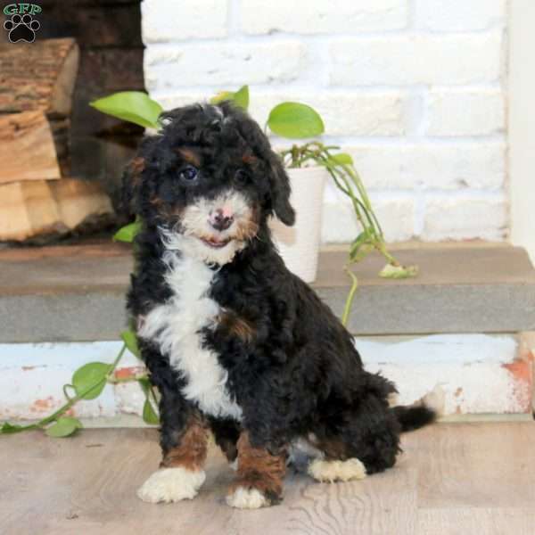 Piper, Mini Bernedoodle Puppy