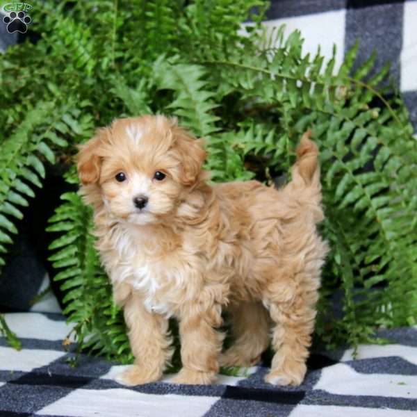 Piper, Maltipoo Puppy