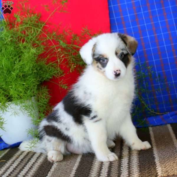 Piper, Australian Shepherd Mix Puppy