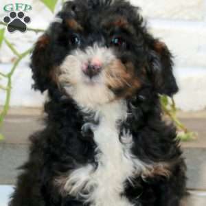 Piper, Mini Bernedoodle Puppy