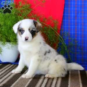 Piper, Australian Shepherd Mix Puppy