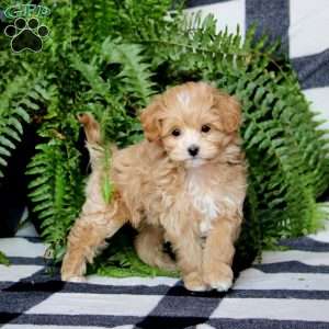 Piper, Maltipoo Puppy