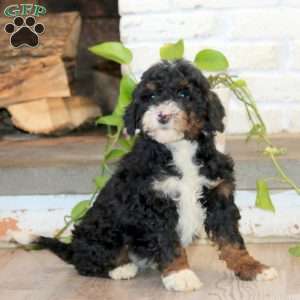 Piper, Mini Bernedoodle Puppy