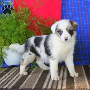 Piper, Australian Shepherd Mix Puppy