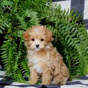 Piper, Maltipoo Puppy