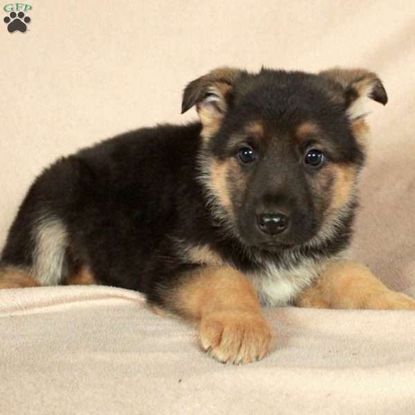 Pippa, German Shepherd Puppy
