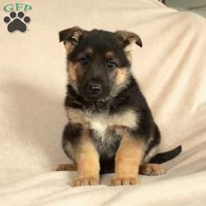 Pippa, German Shepherd Puppy