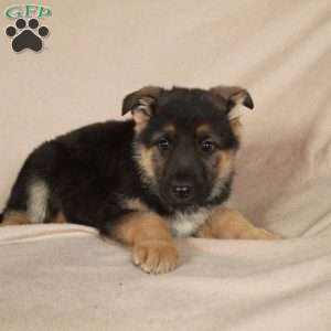 Pippa, German Shepherd Puppy