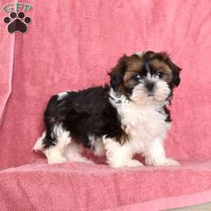 Pippi, Shih Tzu Puppy