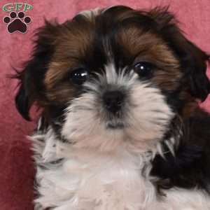 Pippi, Shih Tzu Puppy