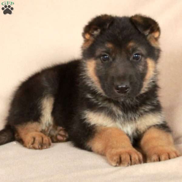 Pippin, German Shepherd Puppy