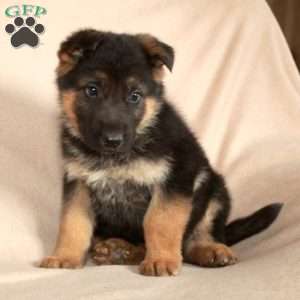 Pippin, German Shepherd Puppy