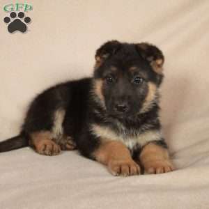 Pippin, German Shepherd Puppy