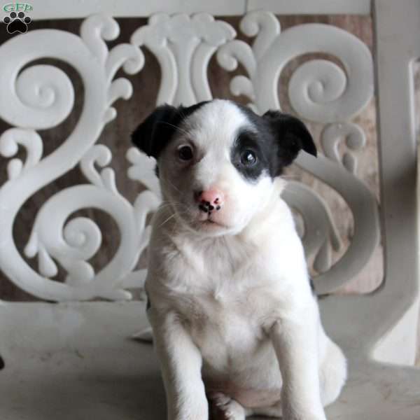 Pirate, Border Collie Mix Puppy