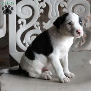 Pirate, Border Collie Mix Puppy