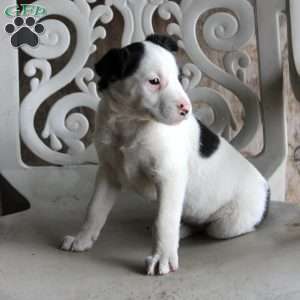 Pirate, Border Collie Mix Puppy