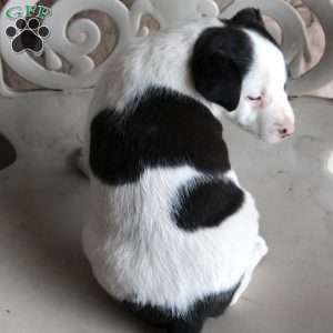 Pirate, Border Collie Mix Puppy