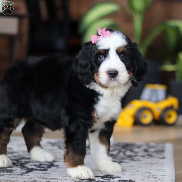 Pixie, Bernedoodle Puppy
