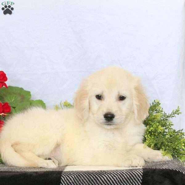 Pogo, Golden Retriever Puppy