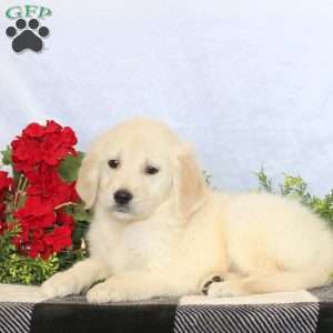 Pogo, Golden Retriever Puppy
