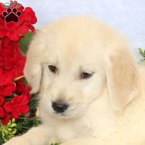 Pogo, Golden Retriever Puppy
