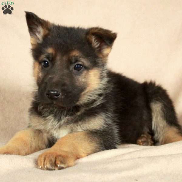 Polly, German Shepherd Puppy