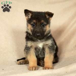 Polly, German Shepherd Puppy