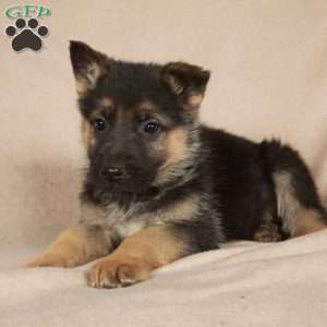 Polly, German Shepherd Puppy