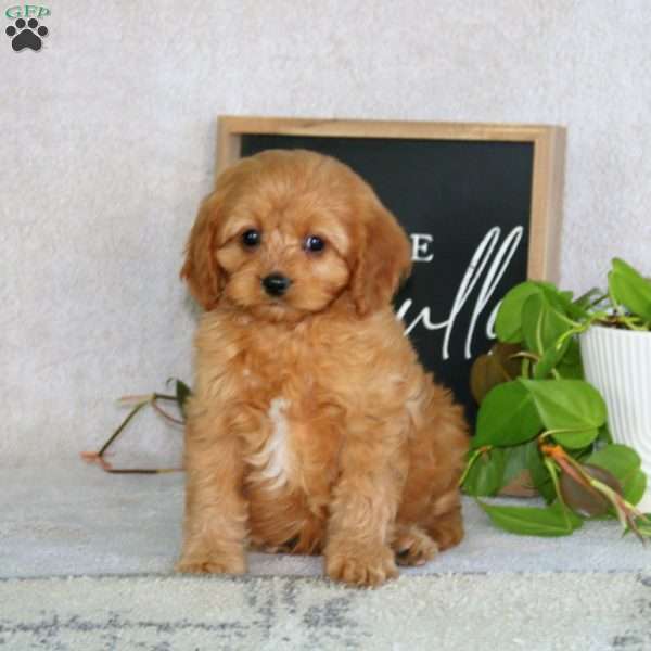Pooch, Cavapoo Puppy