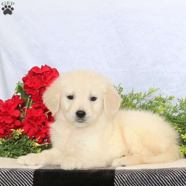 Poppy, Golden Retriever Puppy